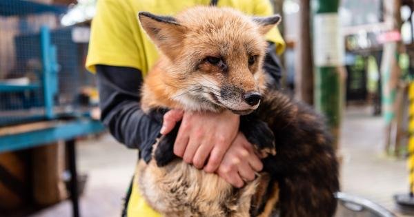 もふもふキツネに癒される！冬に行きたい「宮城蔵王キツネ村」 【楽天