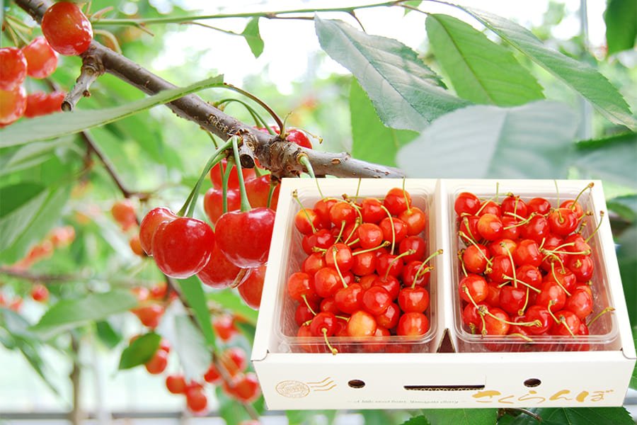 プレミアムさくらんぼ佐藤錦1kgバラ詰Lサイズ以上(500g×2)