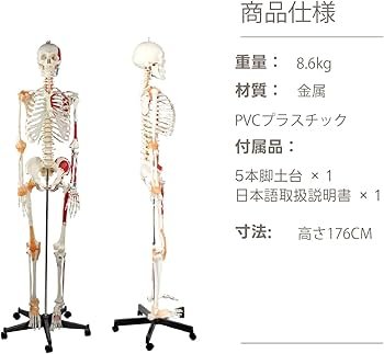 Amazon.co.jp: Kurflo 人体骨格模型 教育用 【176cm】 等身大 人体模型