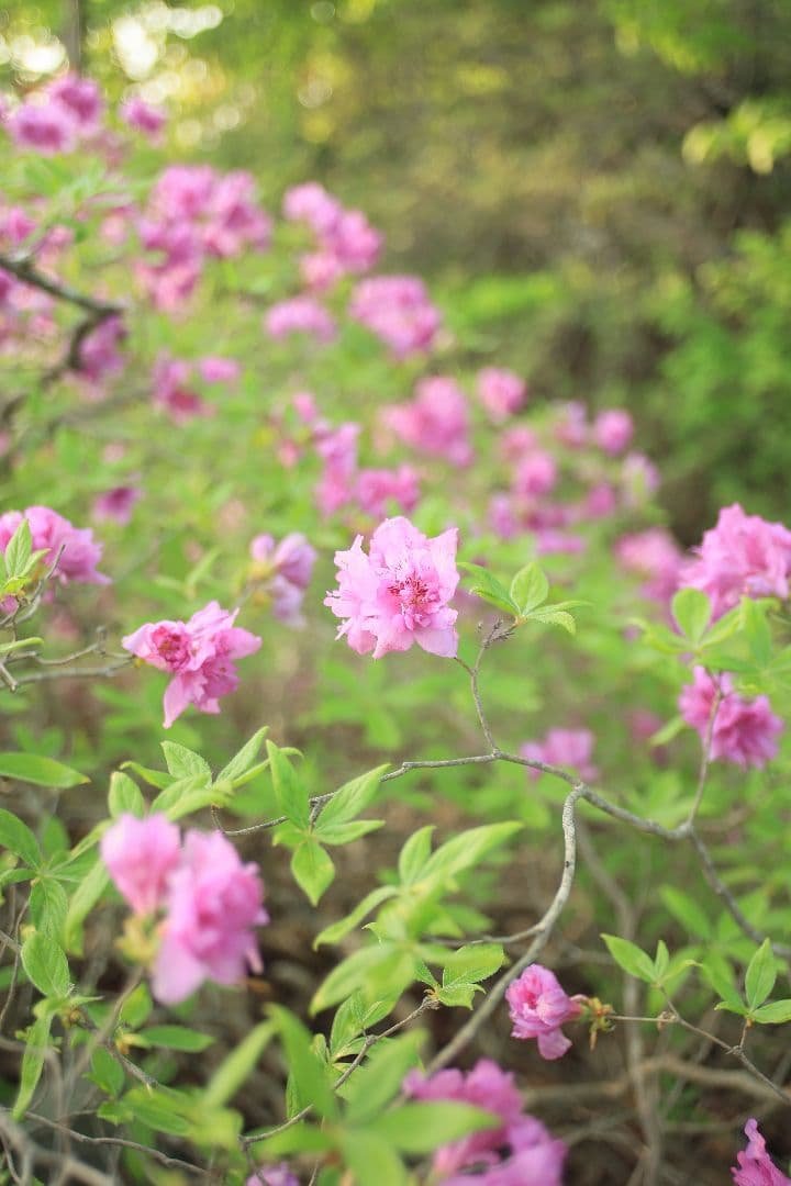 《希少》TAMRON SP 24-48mm F3.5-3.8 13A【光学美品】
